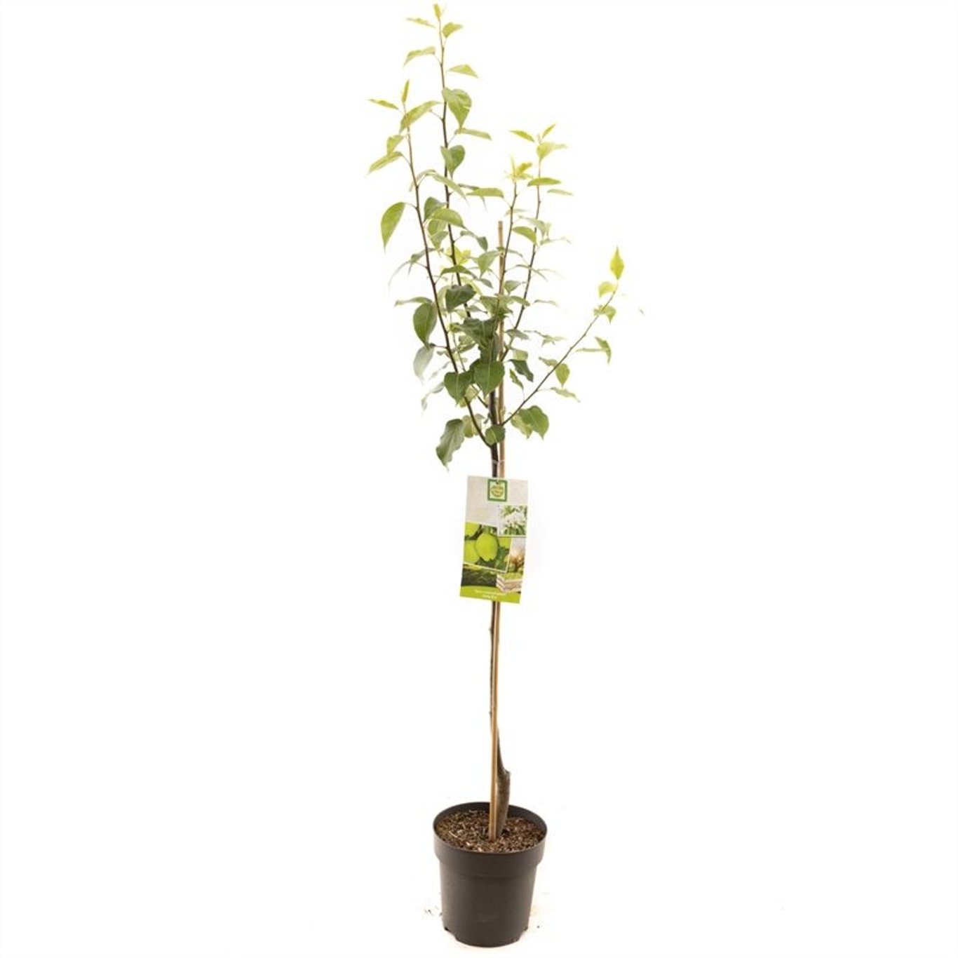 Pyrus bretschneideri - C7.5 Halfstem